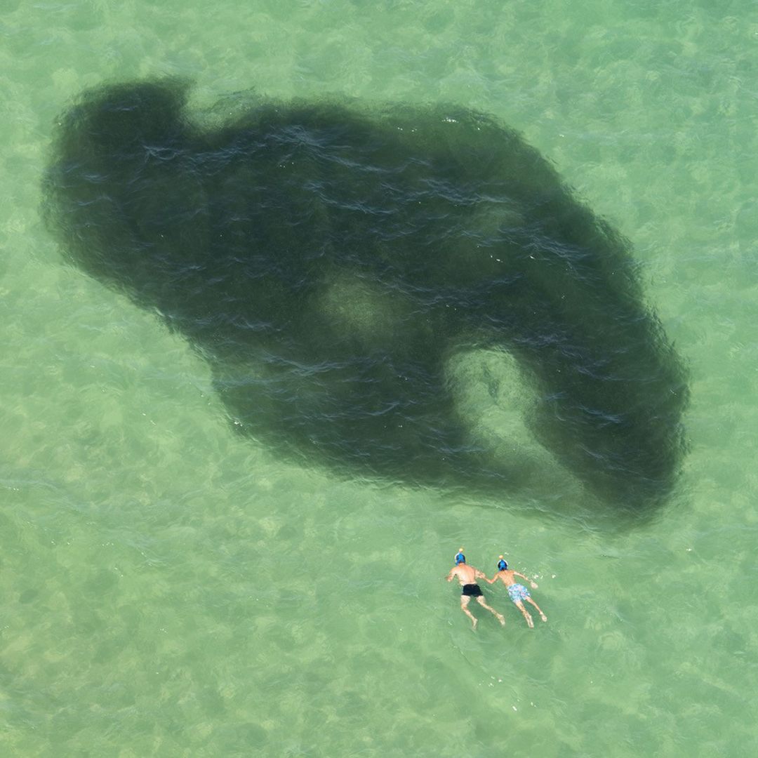 Dos personas nadando cerca de una forma submarina grande y oscura en aguas verdes claras, vistas desde arriba.