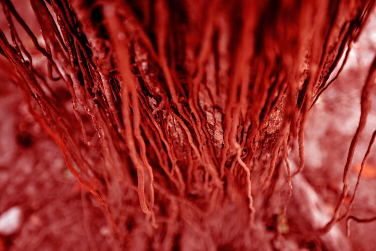 Árbol de Sangre © Martha Viana