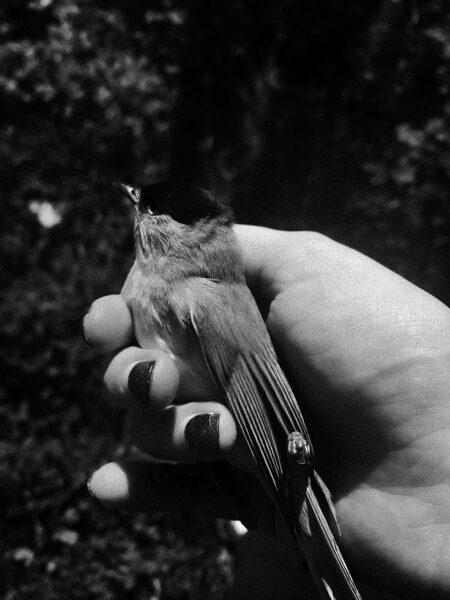 Berta_Viteri_Catábasis