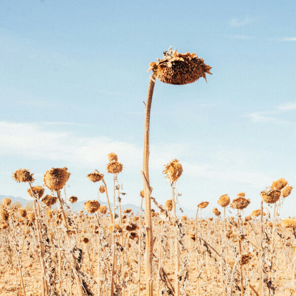 rYfecpGCeD4Ffks9zacNiNIu3vptdyx-Uh9VY_KjtlQ